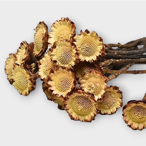 PROTEA LIGHT COMPACTA (DRIED)