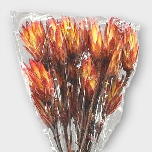 PROTEA NATURAL (DRIED) 40cm Wholesale Dried Flowers UK Preserved