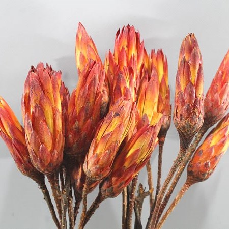PROTEA PENDULA RED (DRIED)