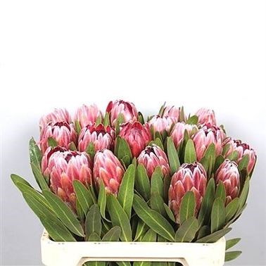 PROTEA PINK ICE
