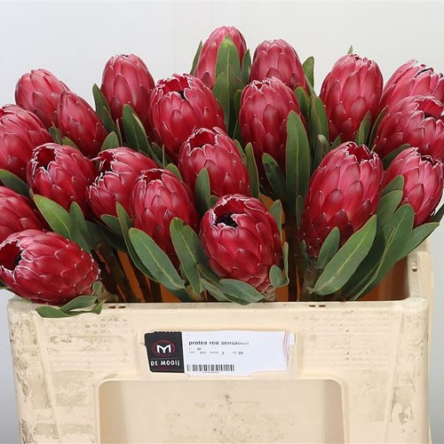 PROTEA RED SENSATION 60cm Wholesale Dutch Flowers & Florist Supplies UK