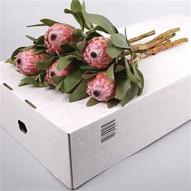 PROTEA SUSARA