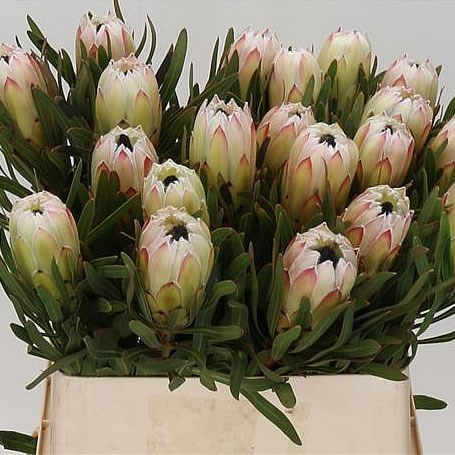 PROTEA WHITE NIGHT