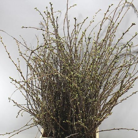 PRUNUS CHERRY BLOSSOM (WHITE)