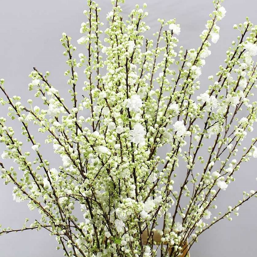 PRUNUS GLAND WHITE (SPRAY)