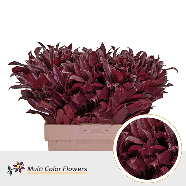 PRUNUS LAUROCERASUS DYED BURGUNDY