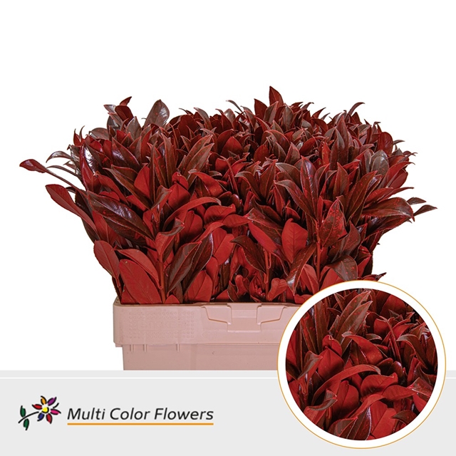 PRUNUS LAUROCERASUS DYED FROST RED