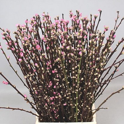 PRUNUS PEACH BLOSSOM PINK