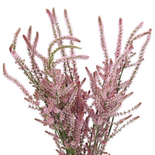 PSYLLIOSTACHYS SUWOR