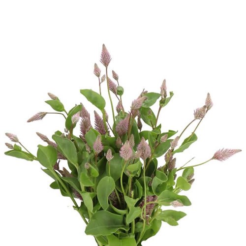 PTILOTUS EXALTUS MATILDA