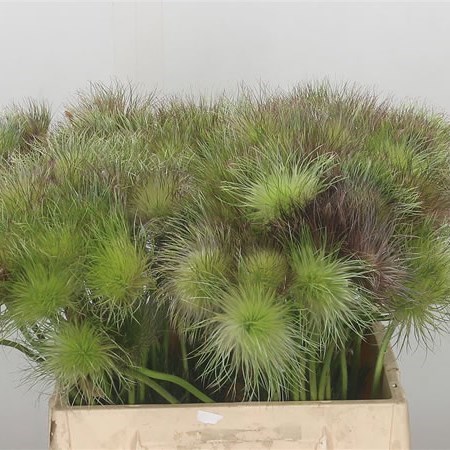 PULSATILLA RED