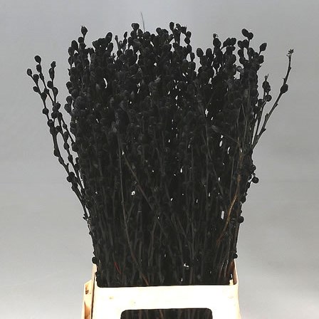 PUSSY WILLOW DYED BLACK