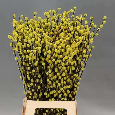 PUSSY WILLOW DYED YELLOW
