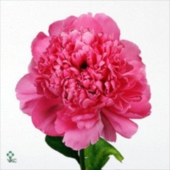 Paeonia