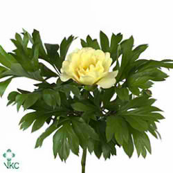 Peony Bartzella