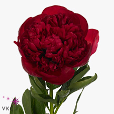Peony Diana Parks