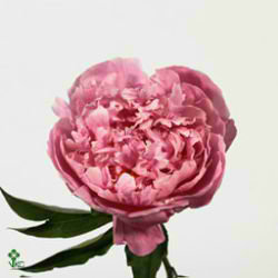 Peony Dr Alexander Fleming