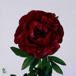 Peony Henry Bockstoce