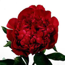 Peony Inspecteur Lavergne
