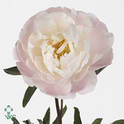 Peony Miss America