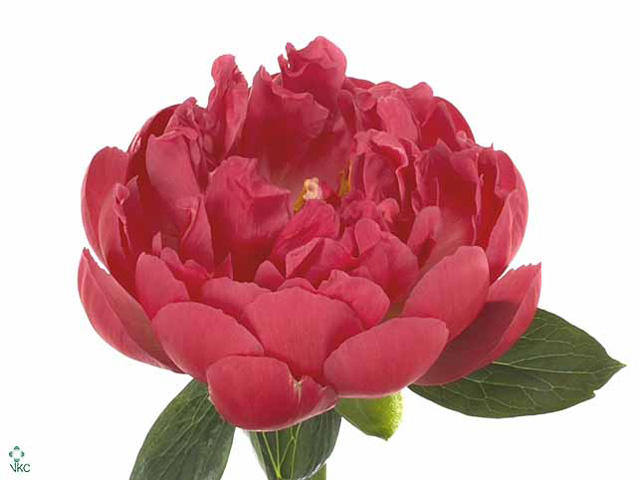 Peony Pink Hawaiian Coral