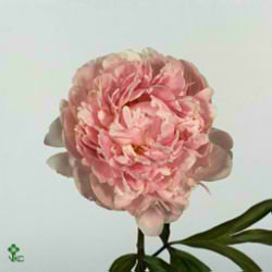 Peony Sarah Bernhardt