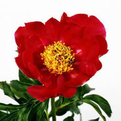 Peony Scarlett OHara