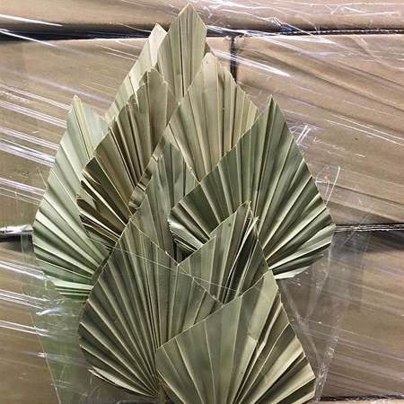 Palm Spears Natural (Dried) 40cm - 60cm