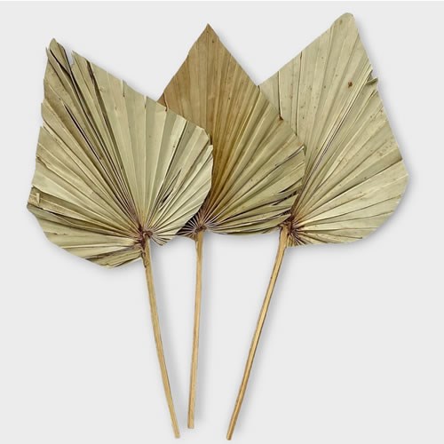 Palm Spears Natural Large x3 (Dried)
