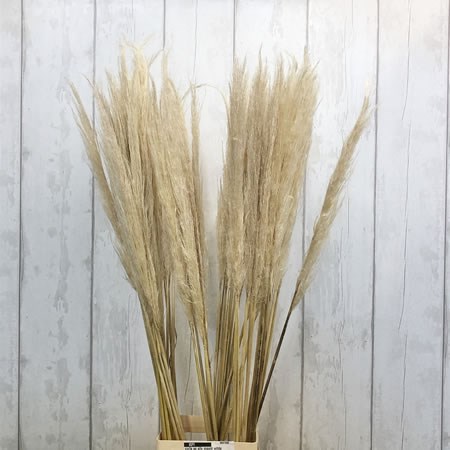 Cortaderia Pampas Grass Bleached