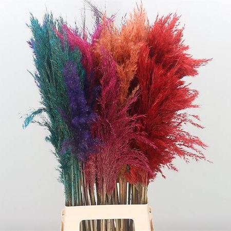Pampas Grass - Dyed Mix