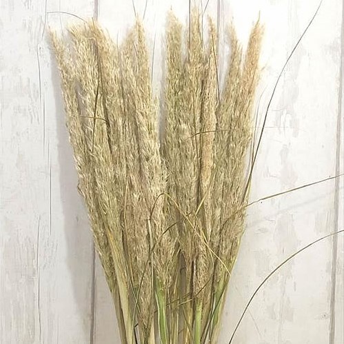 Pampas Grass (Fresh)