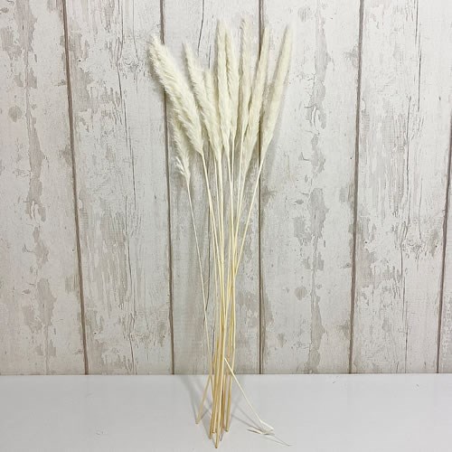 A1 Cortaderia Mini Pampas Grass (Dried & Bleached)