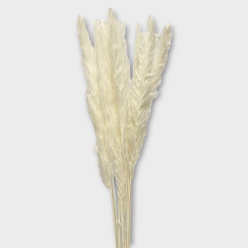 Cortaderia Mini Pampas Grass (Dried & Bleached) 