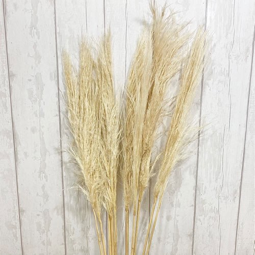 Cortaderia Pampas Grass White (Dried)