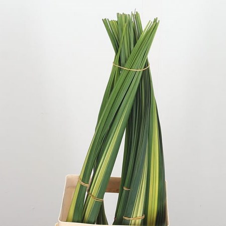 Pandanus Leaves