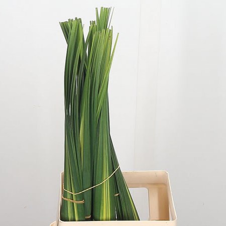 Pandanus Leaves