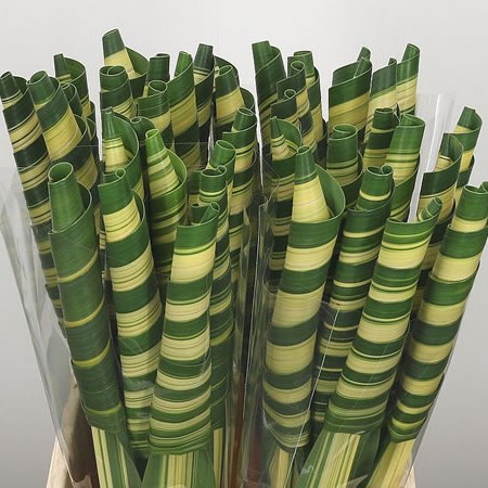 Pandanus Tubes