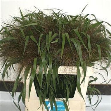 Panicum Firework Grass