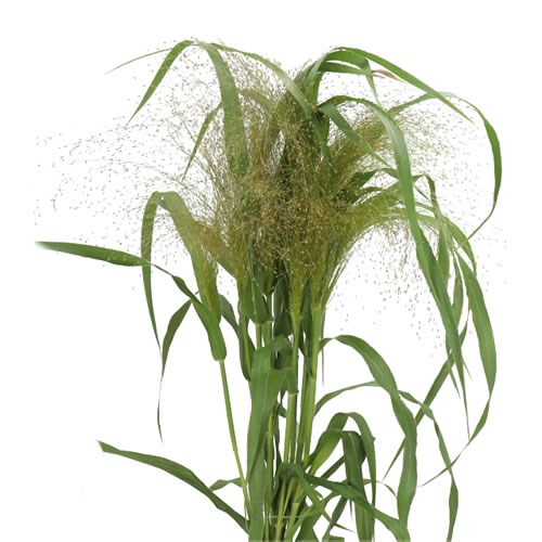 Panicum Firework Grass