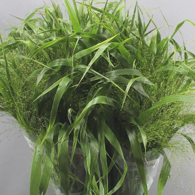 Panicum fountain Grass
