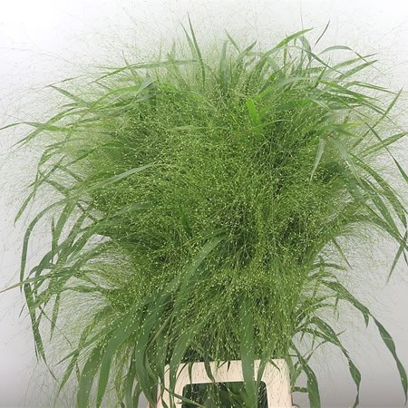 Panicum Fountain Grass