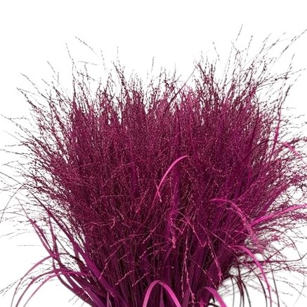 Panicum Grass Dyed Cerise