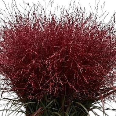 Panicum Grass Dyed Burgundy