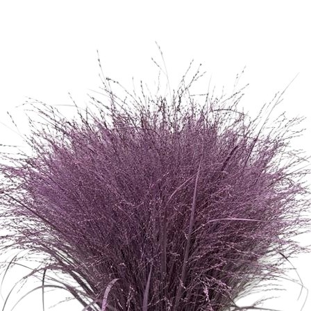 Panicum Grass Dyed Lilac