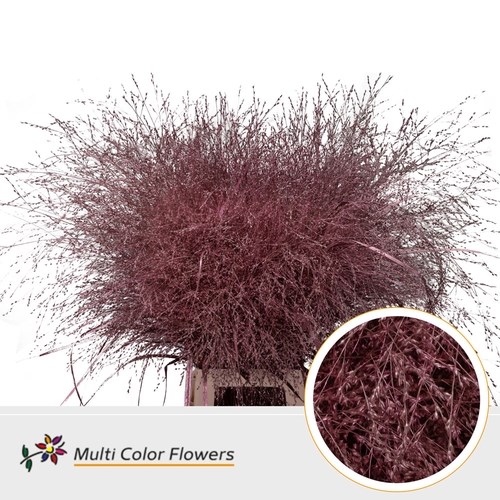 Panicum Grass Dyed Metallic Rose Pink