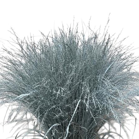 Panicum Grass Dyed Pale Blue