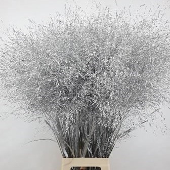 Panicum Grass dyed Silver
