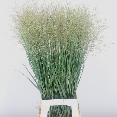 Panicum Heavy Metal Grass