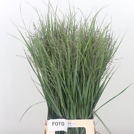 Panicum Heavy Metal Grass